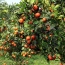 Cam canh trồng tự nhiên an toàn, đảm bảo ngon